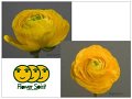 Ranunculus Super Yellow